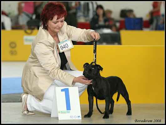 ANNYA PRINCESS Ambassador Sun (Human Docs Lennox Lewis X Nova Era Pullera) - Třída puppy - feny; známka: "velmi nadějná 1"