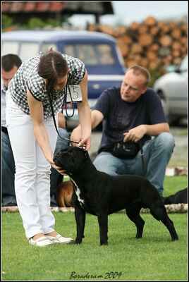 Artusch King Ambassador Sun (Human Dogs Lennox X Nova Era Pullera) - Třída mladých - psi; známka: "výborný 3"
