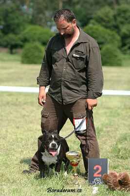 Sean Hanvoj (Randal Hanvoj X Eleonor Hanvoj) - Třída veteránů - psi; známka: "výborný 2"
