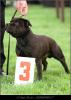 Glock Stawka Wiekza Niz Zycie (Leonardo Da Vinci Human Dogs X Ayka Stawka Wiekza Niz Zycie) - Třída vítězů - psi; známka: "výborný 3"