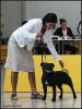 LEONARDO DA VINCI Human Dogs (Darkestock Fransimo Lad X La Ola Daffodil Yellow) - Třída šampionů - psi; známka: "výborný 2, res. CAC"