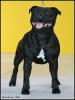 LEONARDO DA VINCI Human Dogs (Darkestock Fransimo Lad X La Ola Daffodil Yellow) - Třída šampionů - psi; známka: "výborný 2, res. CAC"