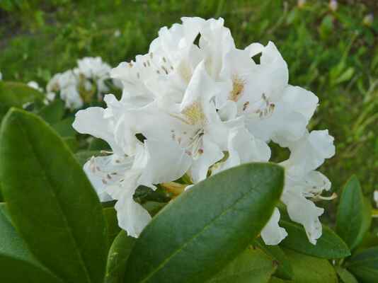 Bílá něha - Rododendron