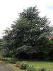 Combe Martin - typický anglický strom Cedr